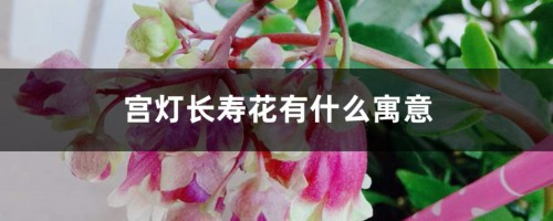 宫灯长寿花有什么寓意