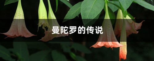 曼陀罗的传说