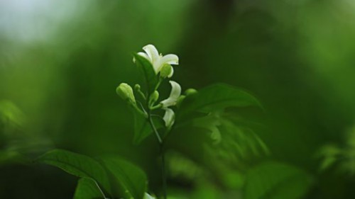 七里香和九里香的区别