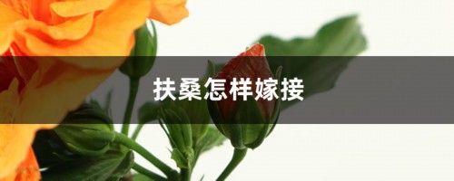 扶桑怎样嫁接